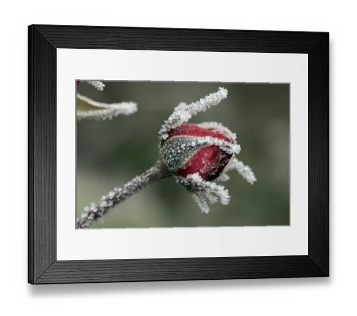 Framed Print : USA, Oregon. Roses draped with frost. Credit as: Steve Terrill / Jaynes Gallery / DanitaDelimont Framed Print : USA, Oregon. Roses draped with frost. Credit as: Steve Terrill / Jaynes Gallery / DanitaDelimont
