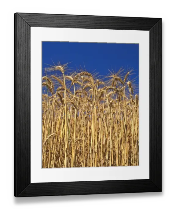 Framed Print : USA, Oregon, Yamhill County. Close-up of tall wheat stalks