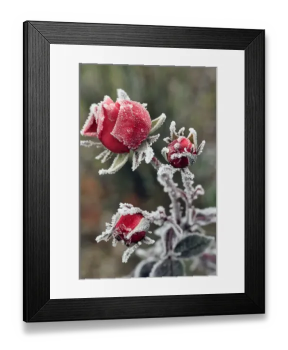 Framed Print : USA, Oregon. Roses draped with frost. Credit as: Steve Terrill / Jaynes Gallery / DanitaDelimont Framed Print : USA, Oregon. Roses draped with frost. Credit as: Steve Terrill / Jaynes Gallery / DanitaDelimont