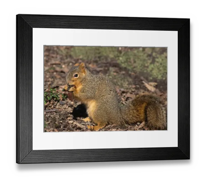Framed Print : Fox squirrel (Sciurus niger) eating maple seed in winter, western Oregon, USA - this Framed Print : Fox squirrel (Sciurus niger) eating maple seed in winter, western Oregon, USA - this