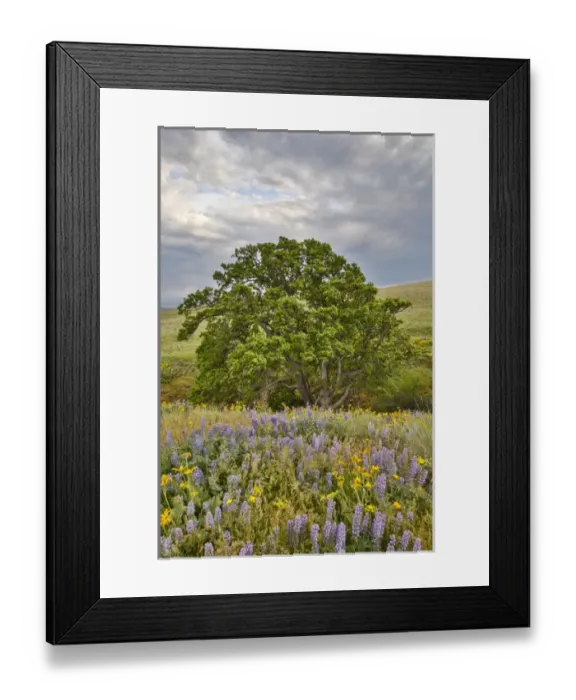 Framed Print : United States, Oregon, Columbia River Gorge, Field Along Dalles Mountain Road Framed Print : United States, Oregon, Columbia River Gorge, Field Along Dalles Mountain Road