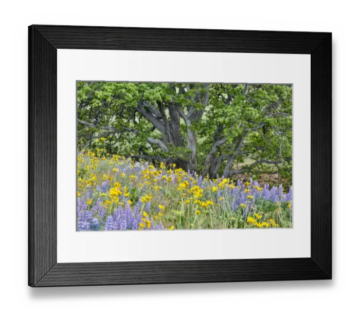 Framed Print : United States, Oregon, Columbia River Gorge, Field Along Dalles Mountain Road Framed Print : United States, Oregon, Columbia River Gorge, Field Along Dalles Mountain Road