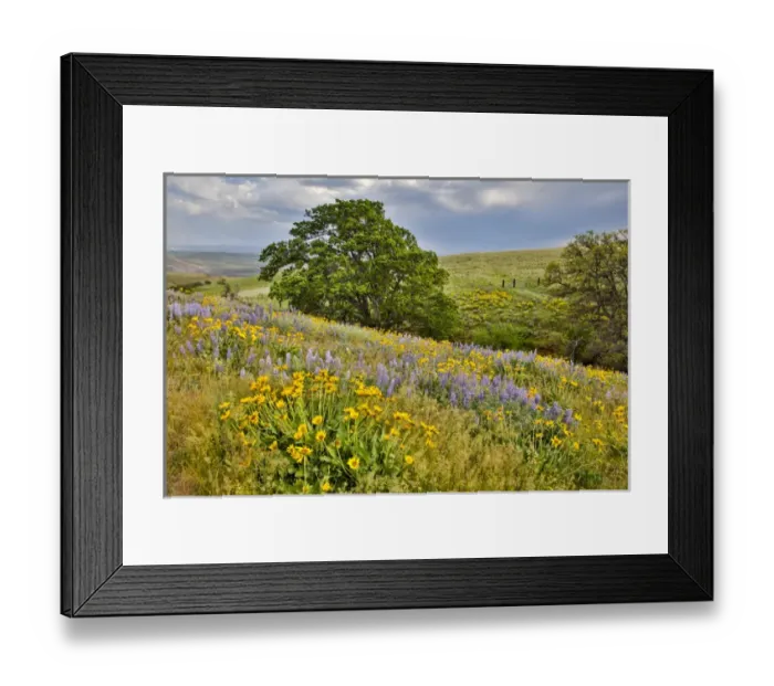 Framed Print : United States, Oregon, Columbia River Gorge, Field Along Dalles Mountain Road Framed Print : United States, Oregon, Columbia River Gorge, Field Along Dalles Mountain Road
