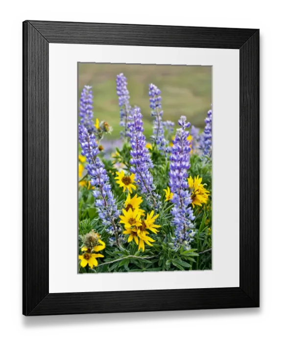 Framed Print : United States, Oregon, Columbia River Gorge, Close-Up of Lupen and Black-Eyed Susan Framed Print : United States, Oregon, Columbia River Gorge, Close-Up of Lupen and Black-Eyed Susan