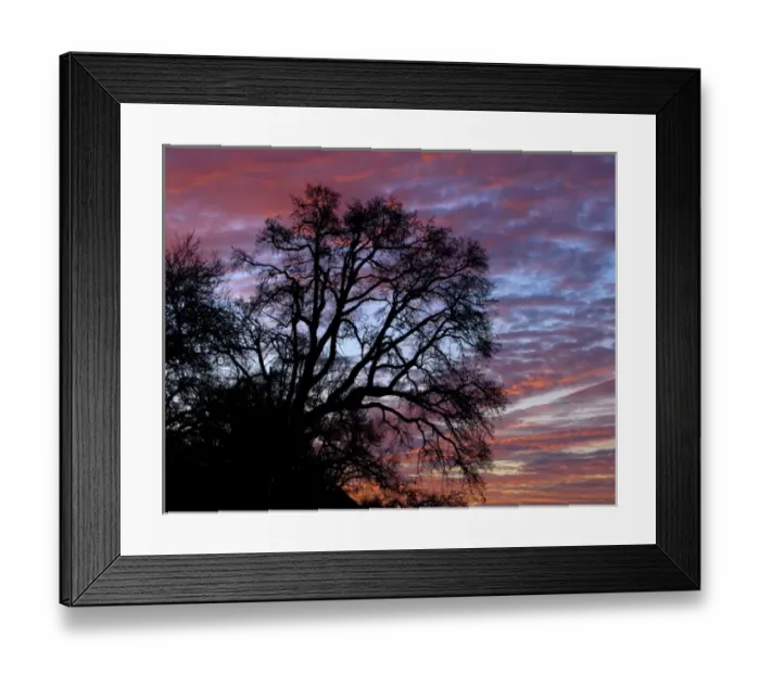 Framed Print : USA, Oregon, Multnomah County. Oak tree at sunrise near Blue Lake