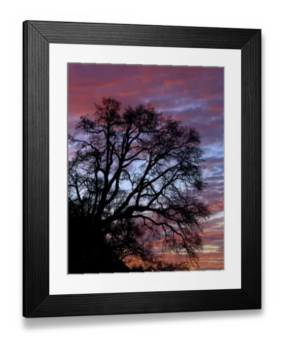 Framed Print : USA, Oregon, Multnomah County. Silhouette of oak tree at sunrise Framed Print : USA, Oregon, Multnomah County. Silhouette of oak tree at sunrise