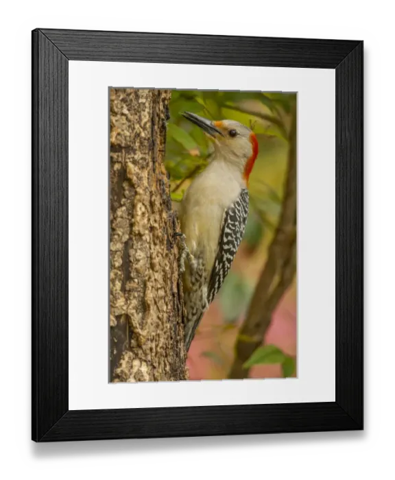 Framed Print : USA, North Carolina, Guilford County. Red-bellied woodpecker on tree Framed Print : USA, North Carolina, Guilford County. Red-bellied woodpecker on tree