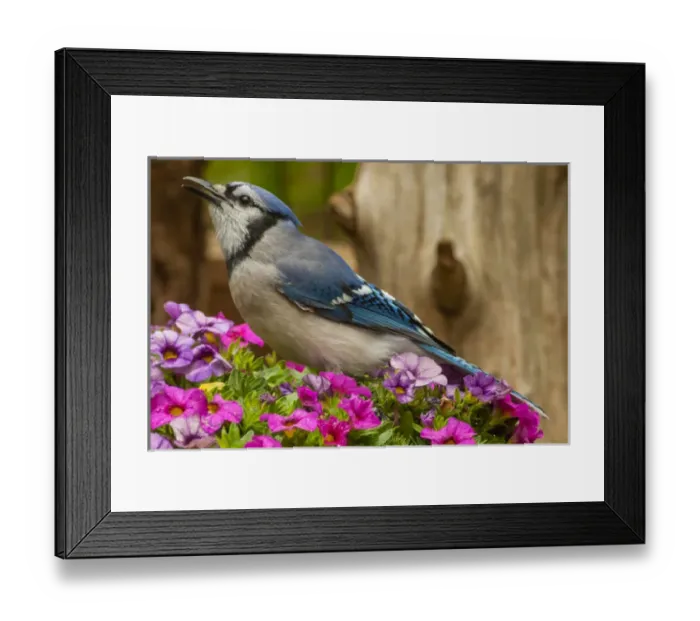 Framed Print : USA, North Carolina, Guilford County. Close-up of blue jay Framed Print : USA, North Carolina, Guilford County. Close-up of blue jay
