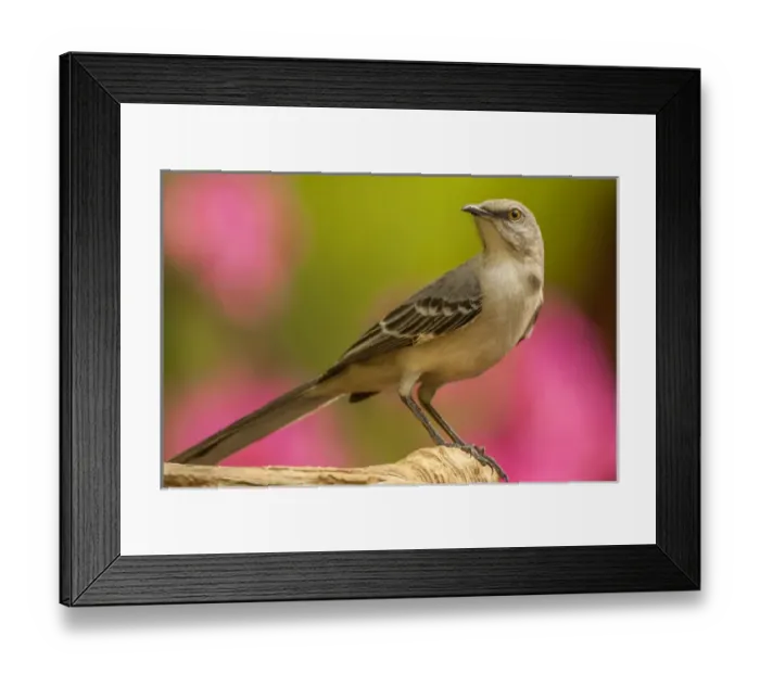 Framed Print : USA, North Carolina, Guilford County. Close-up of mockingbird