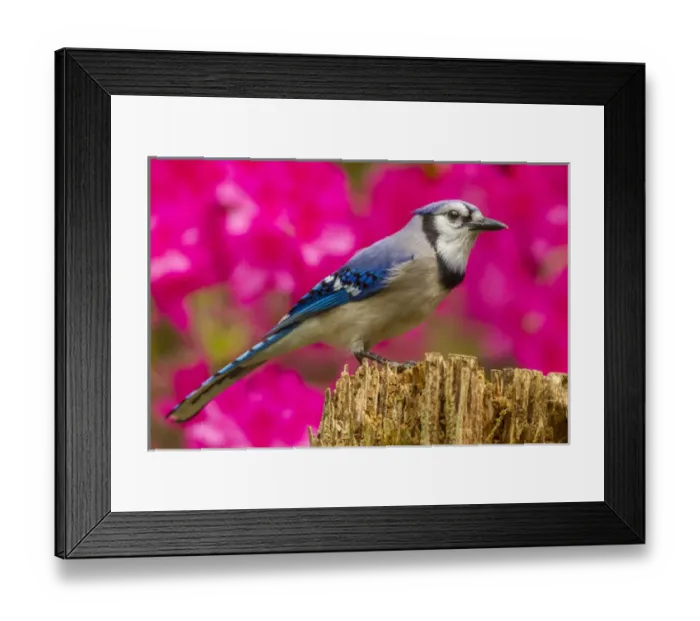 Framed Print : USA, North Carolina, Guilford County. Close-up of blue jay Framed Print : USA, North Carolina, Guilford County. Close-up of blue jay