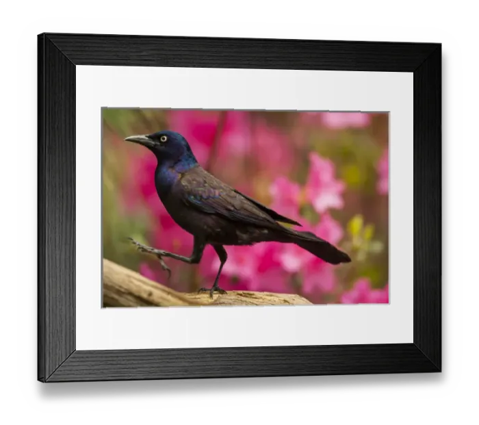 Framed Print : USA, North Carolina, Guilford County. Close-up of common grackle Framed Print : USA, North Carolina, Guilford County. Close-up of common grackle