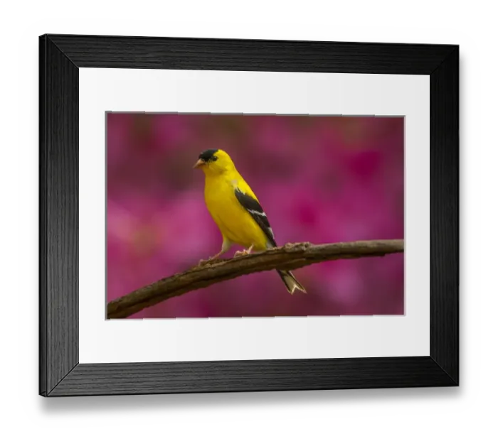 Framed Print : USA, North Carolina, Guilford County. Close-up of American goldfinch Framed Print : USA, North Carolina, Guilford County. Close-up of American goldfinch