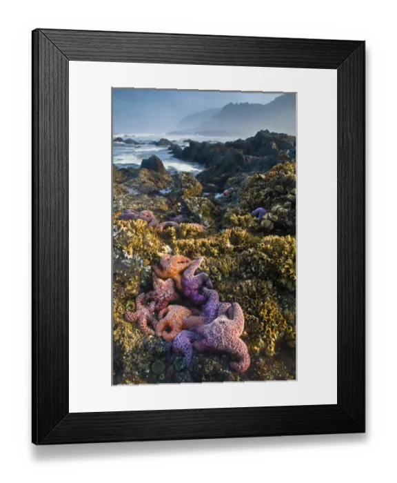 Framed Print : USA, Oregon, Strawberry Hill. Starfish exposed at low morning tide on coast