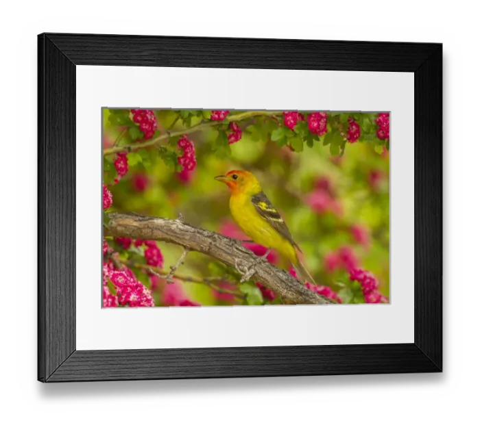 Framed Print : USA, Oregon, Malheur National Wildlife Refuge. Western tanager on limb. Credit as