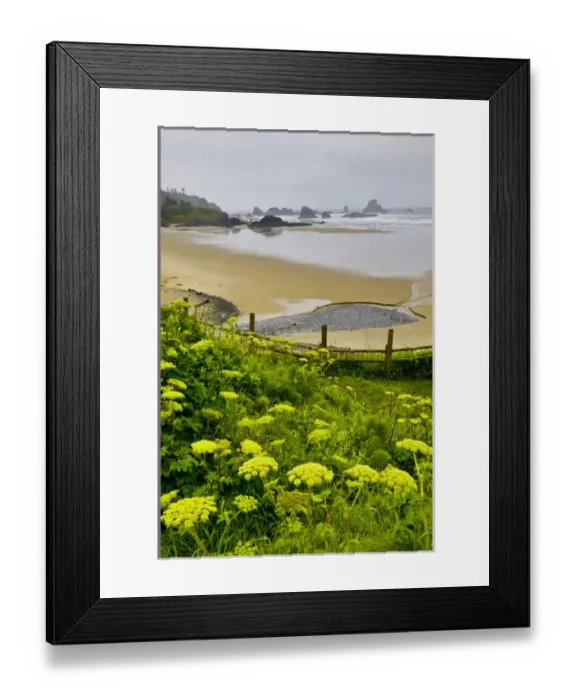 Framed Print : USA, Oregon, Ecola State Park. Cow parsnip blooms along the trail to Indian Beach Framed Print : USA, Oregon, Ecola State Park. Cow parsnip blooms along the trail to Indian Beach