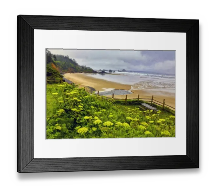 Framed Print : USA, Oregon, Ecola State Park. Cow parsnip blooms along the trail to Indian Beach Framed Print : USA, Oregon, Ecola State Park. Cow parsnip blooms along the trail to Indian Beach
