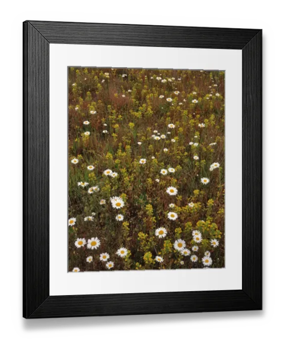 Framed Print : USA, Oregon. Parentucellia and daisies in field Framed Print : USA, Oregon. Parentucellia and daisies in field