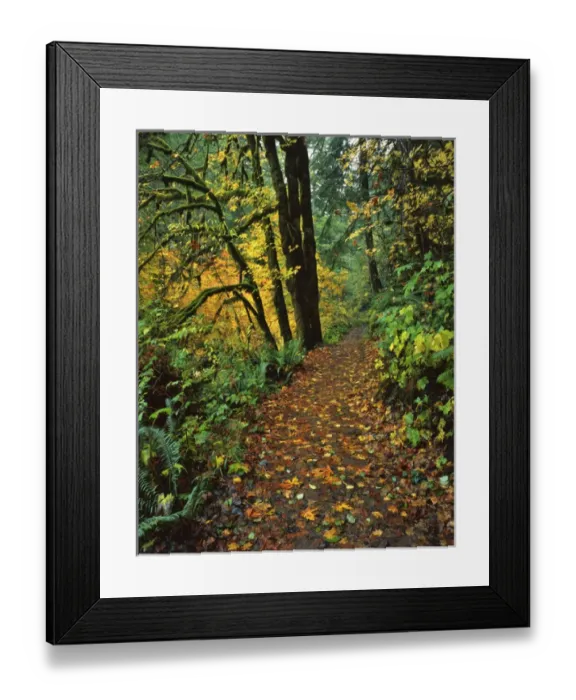 Framed Print : USA, Oregon, Silver Falls State Park. Scenic park trail Framed Print : USA, Oregon, Silver Falls State Park. Scenic park trail
