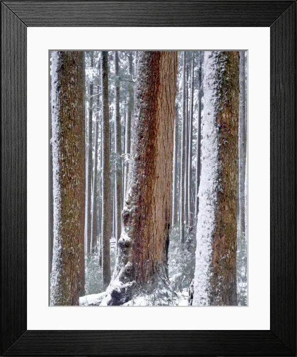 Framed Print : USA, Oregon, Drift Creek Wilderness. Snow on Douglas fir trees