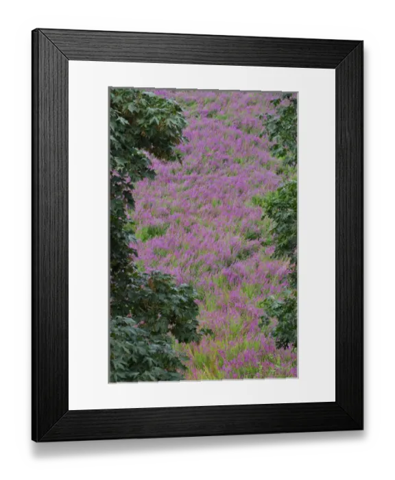 Framed Print : USA, Oregon, Oaks Bottom. Scenic of purple loosestrife wildflowers Framed Print : USA, Oregon, Oaks Bottom. Scenic of purple loosestrife wildflowers