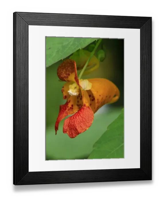 Framed Print : USA, Oregon, USA, Oregon. Close-up of jewelweed flower
