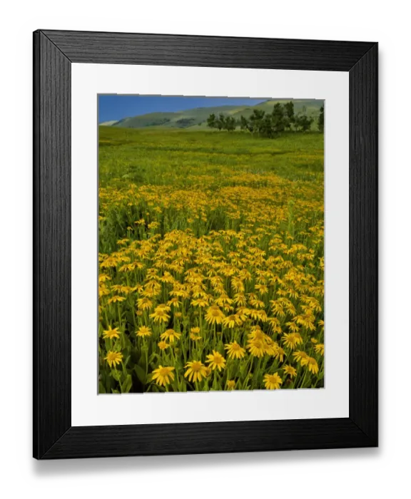 Framed Print : USA, Oregon, Steens Mountain. Meadow of arnica wildflowers