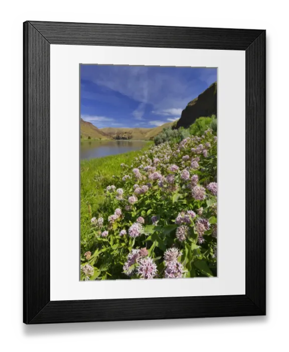 Framed Print : USA, Oregon. Milkweed along the John Day River
