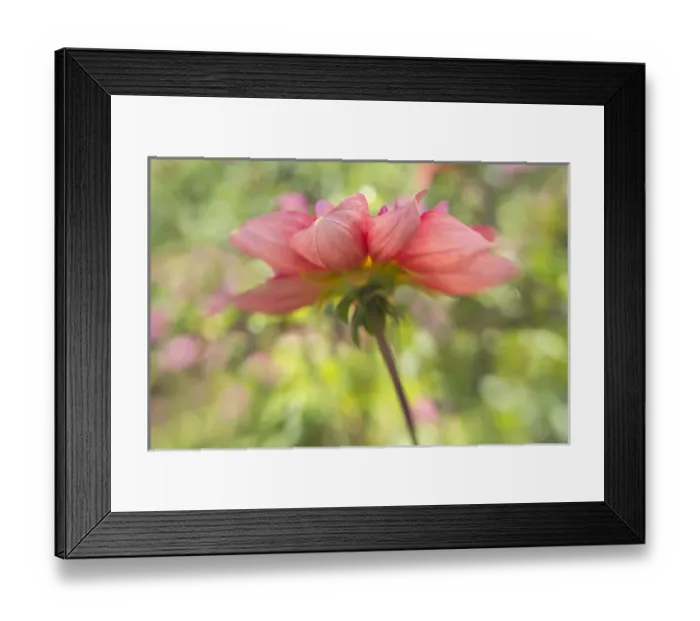 Framed Print : USA, Oregon, Portland. Pink dahlia close-up Framed Print : USA, Oregon, Portland. Pink dahlia close-up