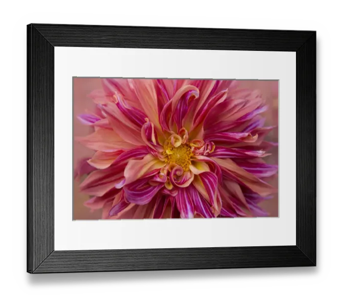 Framed Print : USA, Oregon, Canby. Pink dahlia detail. Credit as: Kathleen Clemons  /  Jaynes Gallery