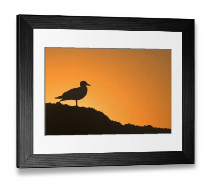 Framed Print : USA, Oregon, Bandon. Seagull silhouette at sunset Framed Print : USA, Oregon, Bandon. Seagull silhouette at sunset