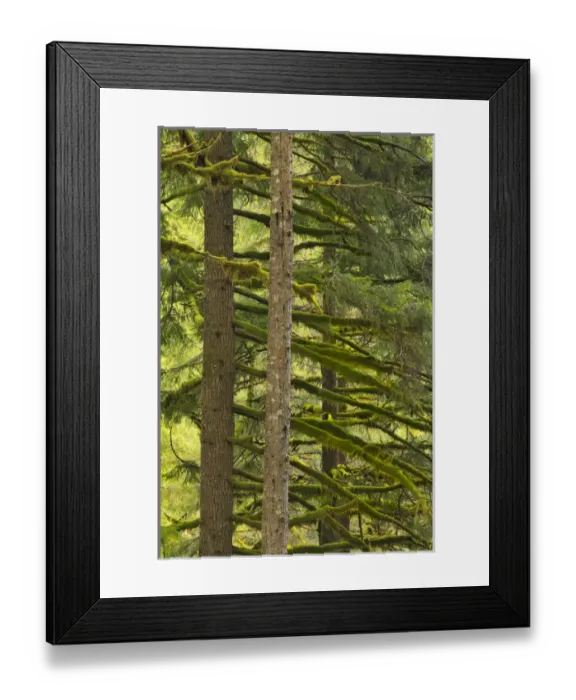 Framed Print : USA, Oregon, Silver Falls State Park. Douglas fir trees covered with moss. Credit as Framed Print : USA, Oregon, Silver Falls State Park. Douglas fir trees covered with moss. Credit as