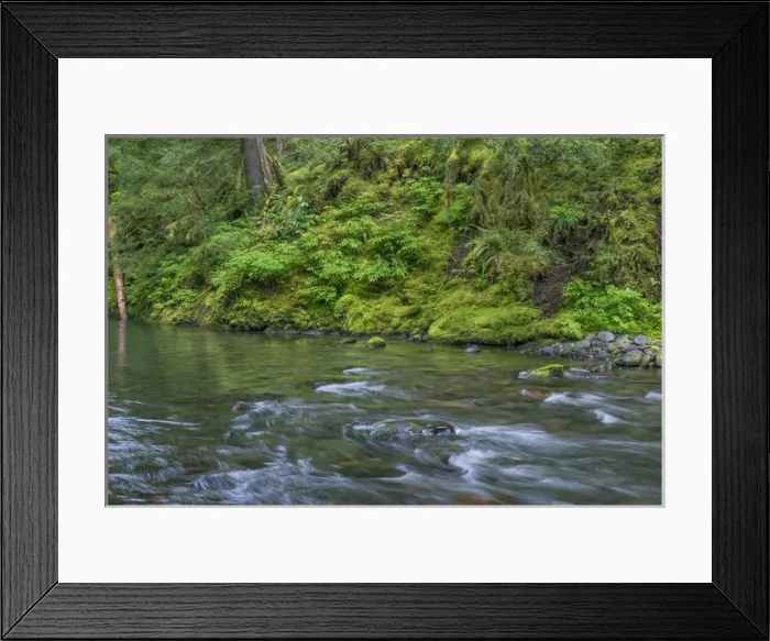 Framed Print : USA, Oregon, Willamette National Forest, South Fork Breitenbush River and lush old