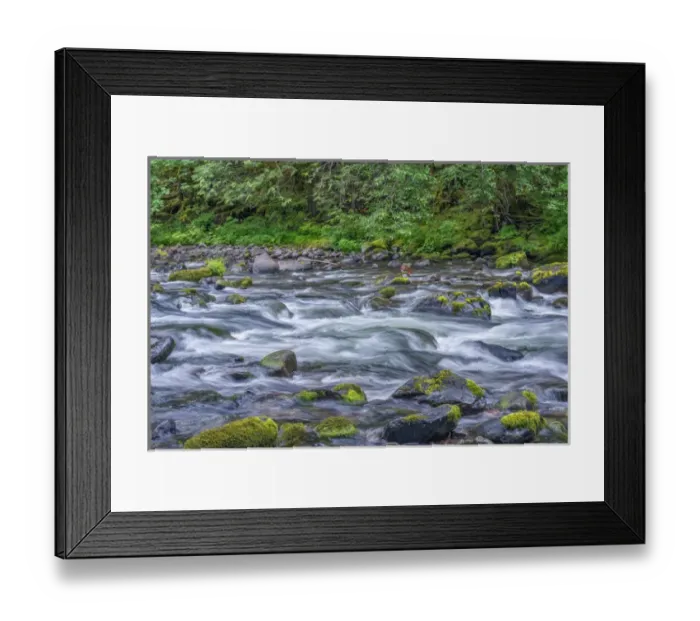 Framed Print : USA, Oregon, Mount Hood National Forest, Salmon-Huckleberry Wilderness, Lush spring Framed Print : USA, Oregon, Mount Hood National Forest, Salmon-Huckleberry Wilderness, Lush spring