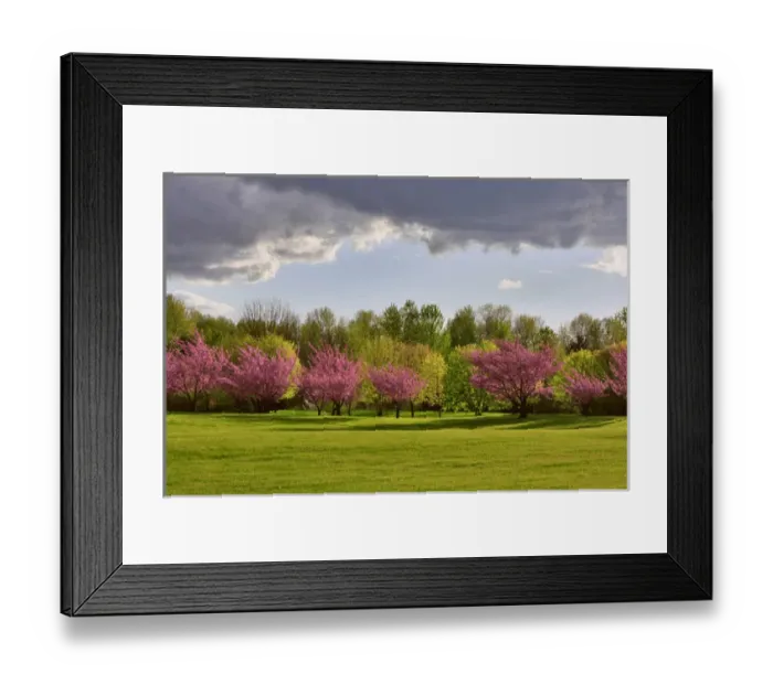 Framed Print : USA, Oregon, Portland. Blooming cherry trees in Blue Lake Park Framed Print : USA, Oregon, Portland. Blooming cherry trees in Blue Lake Park