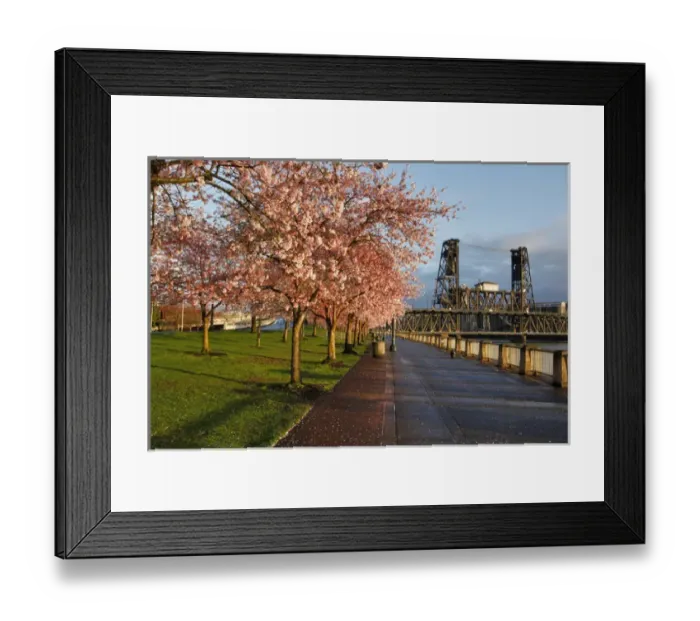 Framed Print : USA, Oregon, Portland. Cherry trees in bloom at sunrise