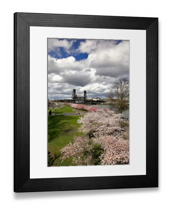 Framed Print : USA, Oregon, Portland. Cherry trees in bloom along Willamette River Framed Print : USA, Oregon, Portland. Cherry trees in bloom along Willamette River