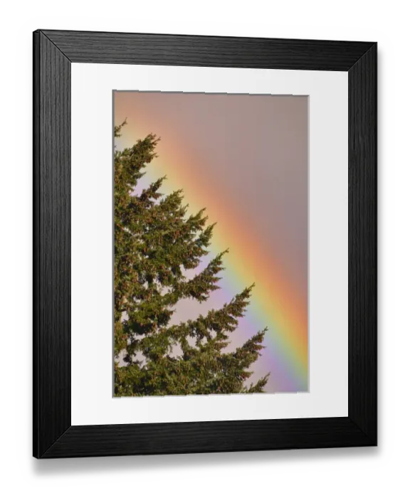 Framed Print : USA, Oregon, Portland. Rainbow arched on edge of fir tree Framed Print : USA, Oregon, Portland. Rainbow arched on edge of fir tree
