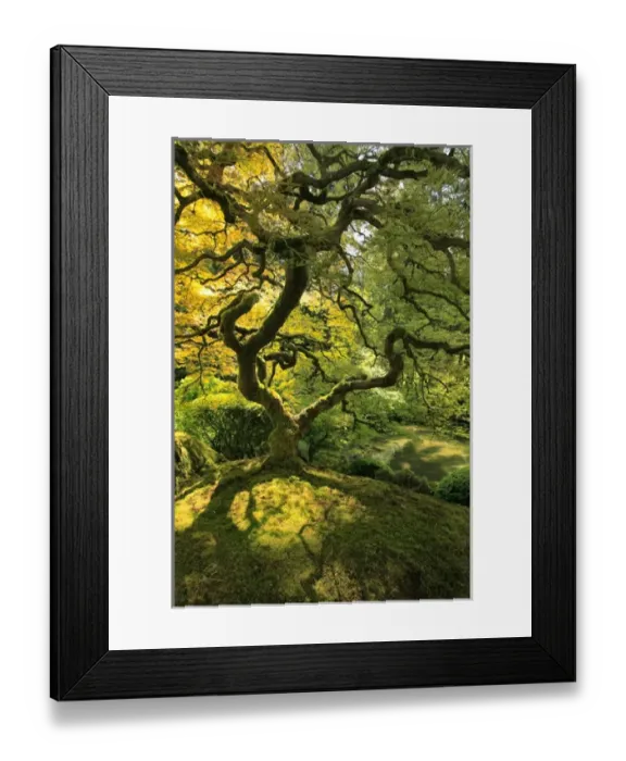 Framed Print : USA, Oregon, Portland. Japanese lace maple tree in Portland Japanese Garden. Credit as
