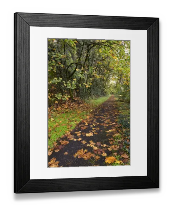 Framed Print : USA, Oregon, Portland. Bike path in Macleay Park Framed Print : USA, Oregon, Portland. Bike path in Macleay Park