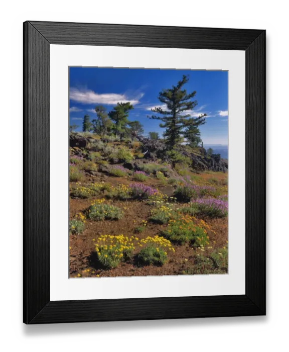 Framed Print : USA, Oregon, Wallowa-Whitman National Forest. Yellow eriogonum and penstemon on Indian Rock Framed Print : USA, Oregon, Wallowa-Whitman National Forest. Yellow eriogonum and penstemon on Indian Rock