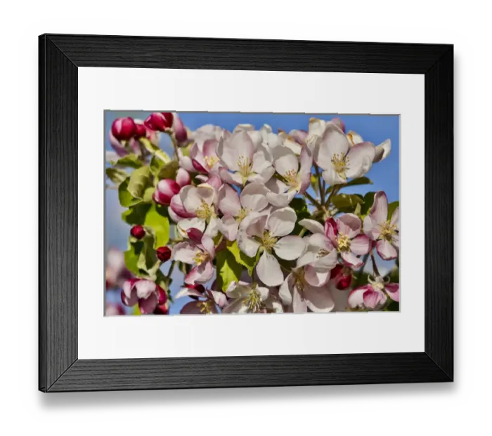 Framed Print : Apple Orchard in bloom near Hood River, Oregon Framed Print : Apple Orchard in bloom near Hood River, Oregon