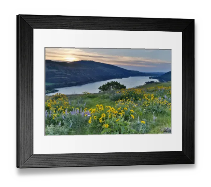 Framed Print : Fields of Balsamroot and Lupine on the Hills above the Columbia River Rowena, Oregon Framed Print : Fields of Balsamroot and Lupine on the Hills above the Columbia River Rowena, Oregon