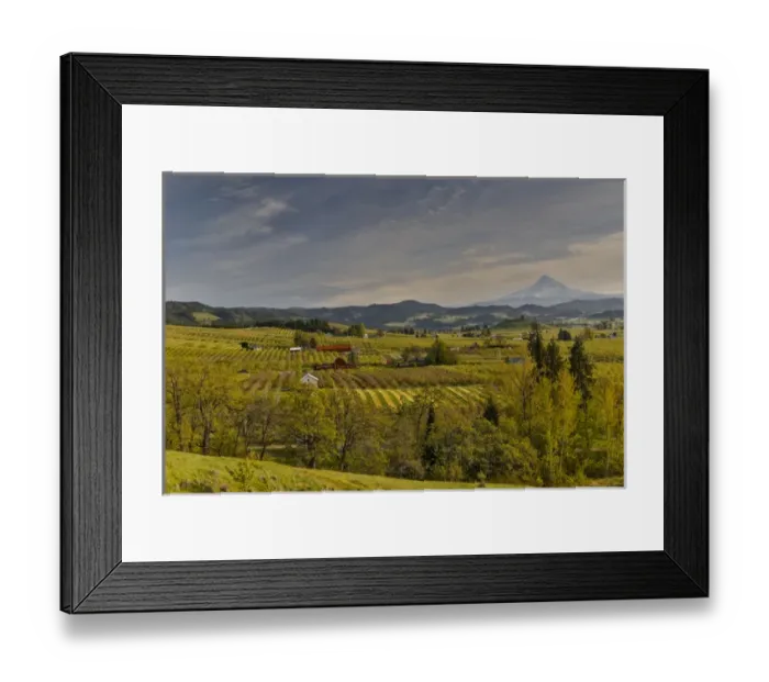 Framed Print : Fruit Orchards and Mount Hood evening light just south of Hood River, Oregon Framed Print : Fruit Orchards and Mount Hood evening light just south of Hood River, Oregon