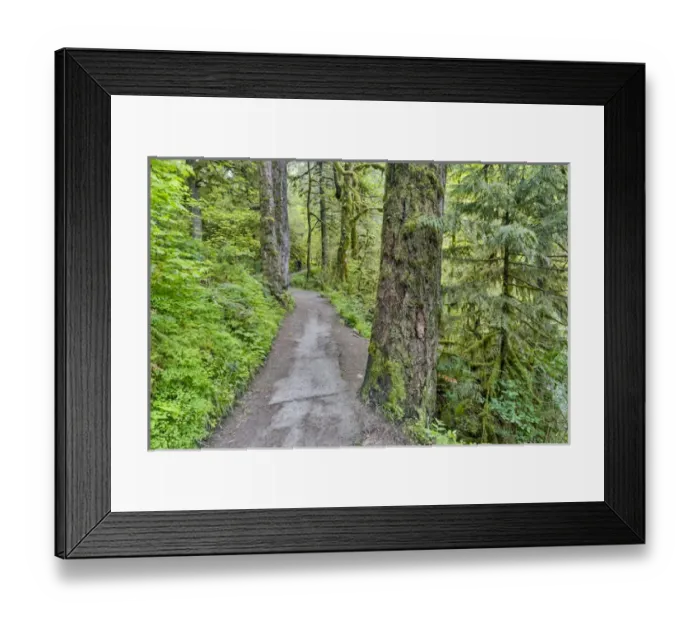 Framed Print : Trail leading to Elowah Falls, Columbia River Gorge National Senic Area, Oregon Framed Print : Trail leading to Elowah Falls, Columbia River Gorge National Senic Area, Oregon