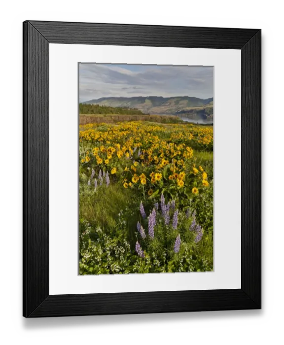 Framed Print : Fields of Balsamroot and Lupine on the Hills above the Columbia River Rowena, Oregon Framed Print : Fields of Balsamroot and Lupine on the Hills above the Columbia River Rowena, Oregon