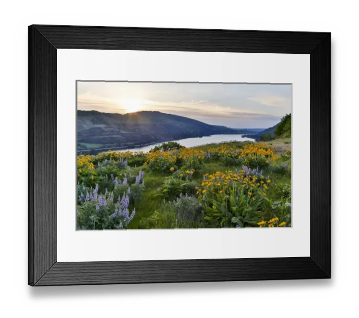 Framed Print : Fields of Balsamroot and Lupine on the Hills above the Columbia River Rowena, Oregon Framed Print : Fields of Balsamroot and Lupine on the Hills above the Columbia River Rowena, Oregon
