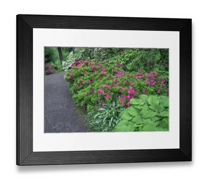 Framed Print : USA, Oregon, Portland, Crystal Springs Rhododendron Garden, Rhododendrons and azaleas Framed Print : USA, Oregon, Portland, Crystal Springs Rhododendron Garden, Rhododendrons and azaleas