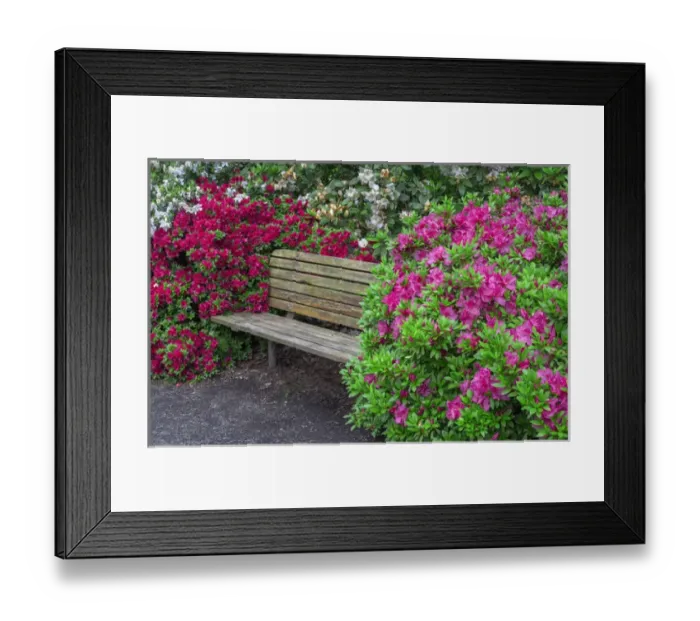 Framed Print : USA, Oregon, Portland, Crystal Springs Rhododendron Garden, Rhododendrons and azaleas Framed Print : USA, Oregon, Portland, Crystal Springs Rhododendron Garden, Rhododendrons and azaleas