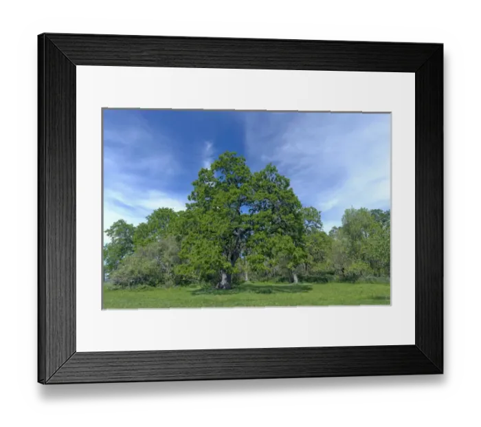 Framed Print : USA, Oregon, Sauvie Island Wildlife Area, Oregon white oak trees rise above meadow Framed Print : USA, Oregon, Sauvie Island Wildlife Area, Oregon white oak trees rise above meadow