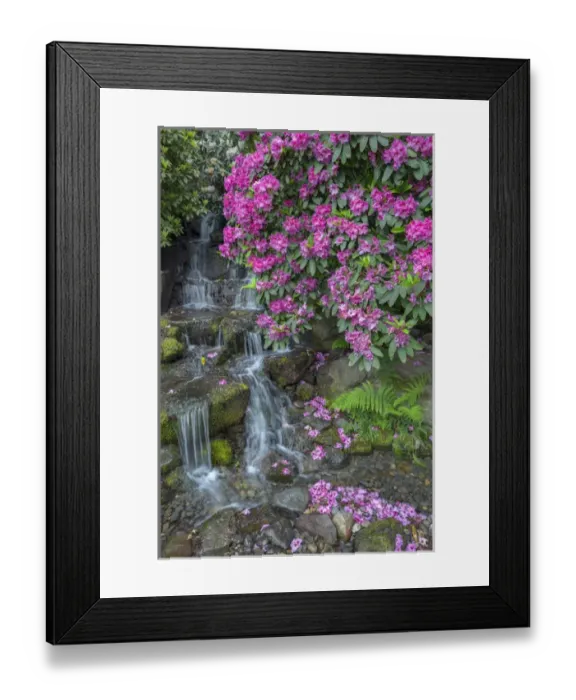 Framed Print : USA, Oregon, Portland, Crystal Springs Rhododendron Garden, Rhododendron blooms alongside waterfall Framed Print : USA, Oregon, Portland, Crystal Springs Rhododendron Garden, Rhododendron blooms alongside waterfall
